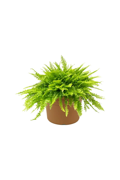 Boston Fern - Nephrolepis Exaltata