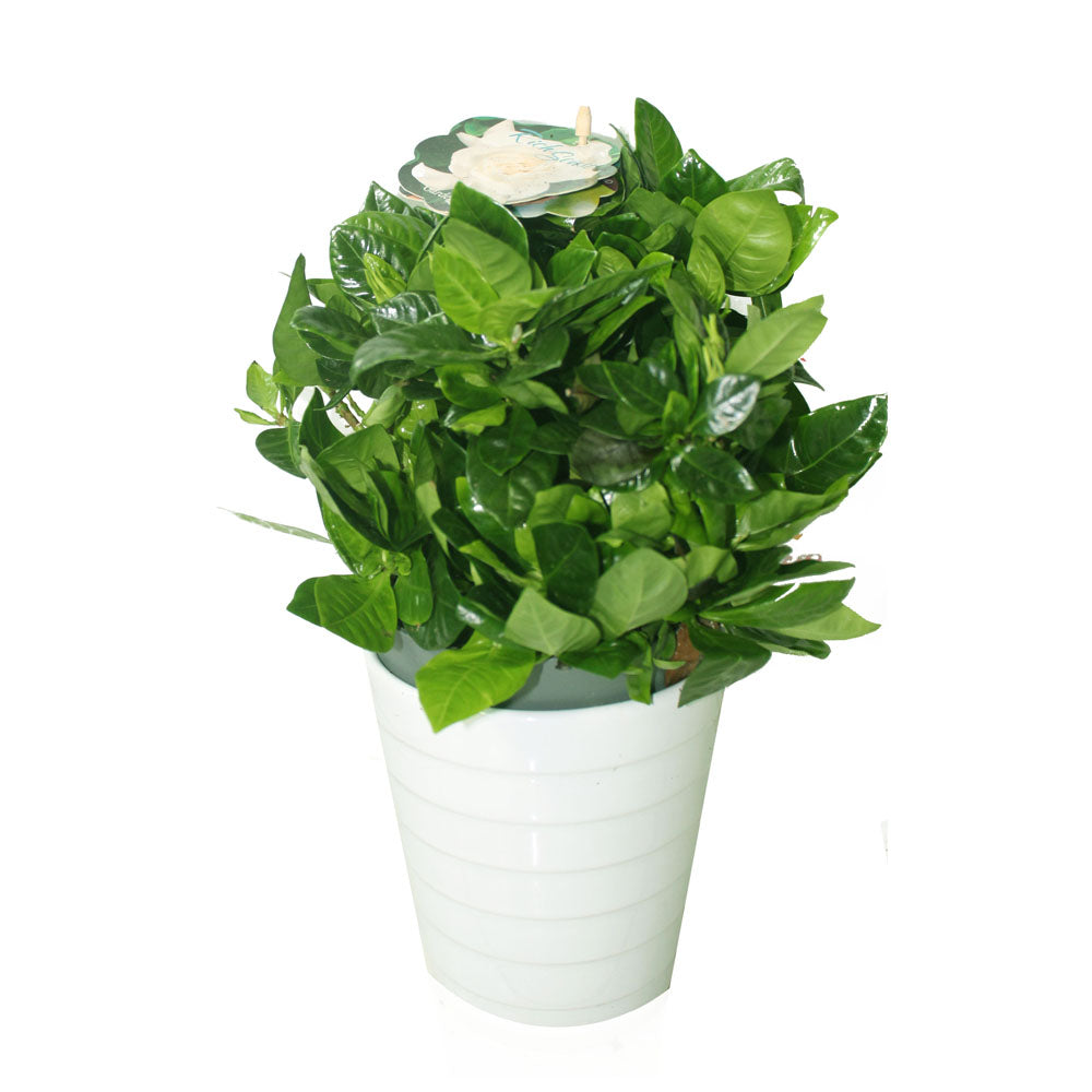 Premium Gardenia Plants