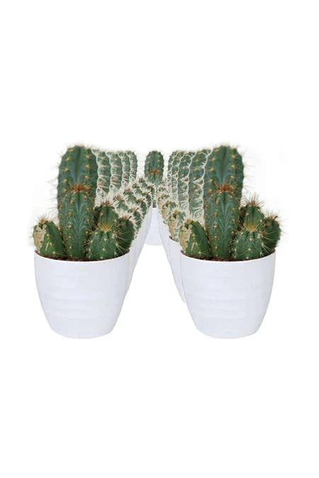 Cactus Crush Gift Set - Unique and eco-friendly cactus gift set for boyfriend in a sleek planter from Green Decor.