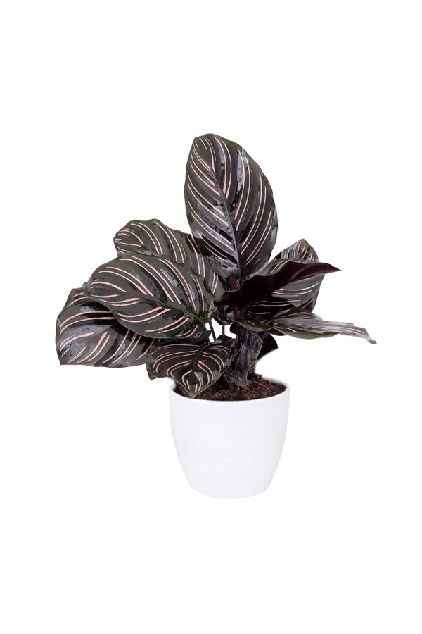 Calathea Goeppertia Ornata (Pinstripe Plant)