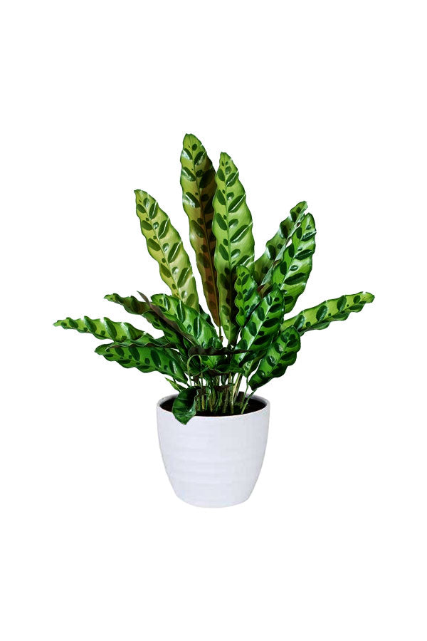 Calathea Insignis - Rattlesnake Plant