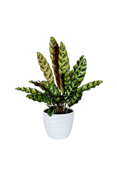 Pet Friendly Tall Plants Pack