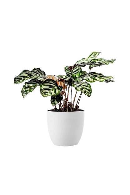 Colorful Foliage Indoor Plants Pack