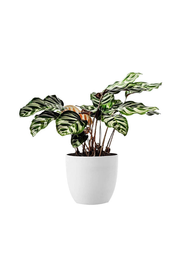 Colorful Foliage Indoor Plants Pack