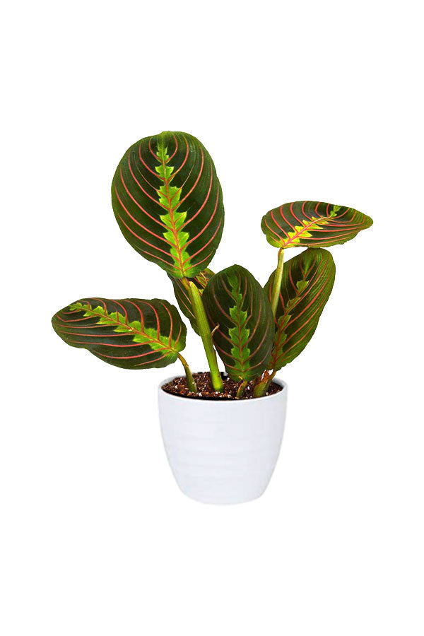 Toxic-Free Bedroom Plant Pack