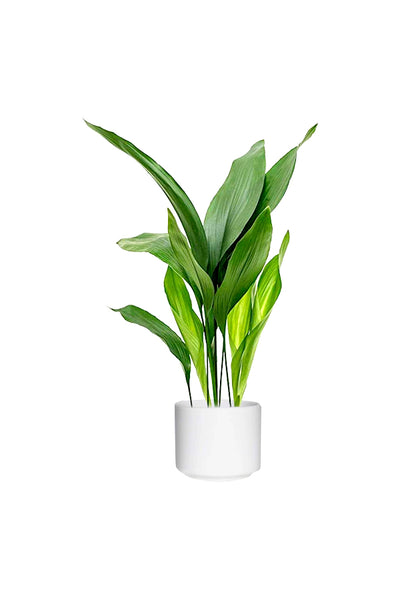 Cast Iron Plant Aspidistra Elatior in elegant ceramic pot – GreenDecor Riyadh