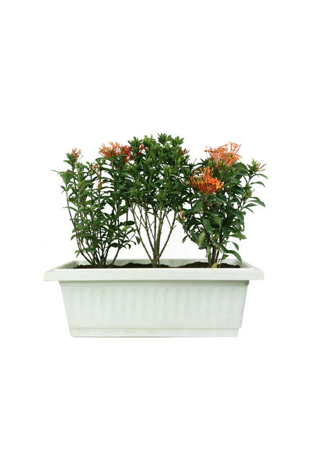 Cherished Times - Memory Box  Indoor Plants