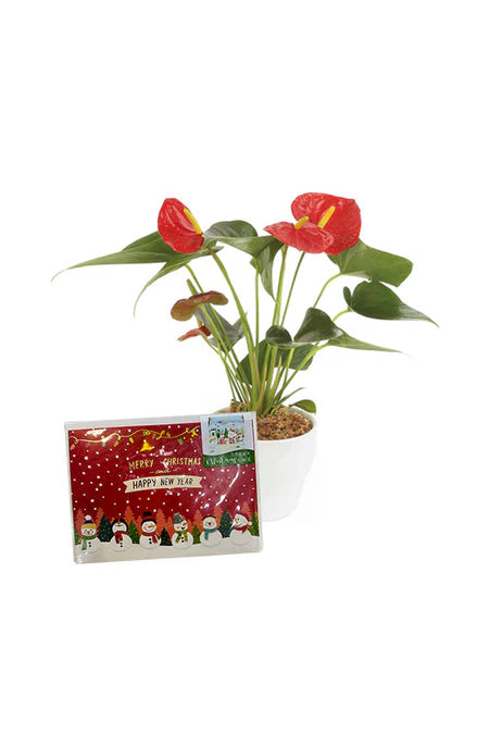 Christmas Evergreen Hamper - Eco-Friendly Holiday Gift with Live Plants, Festive Accessories, and Sustainable Packaging