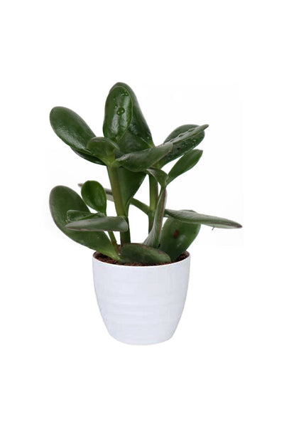“Crassula Ovata (Dollar Plant) in a ceramic planter – indoor air purifying succulent for luxury decor – GreenDecor.me”

