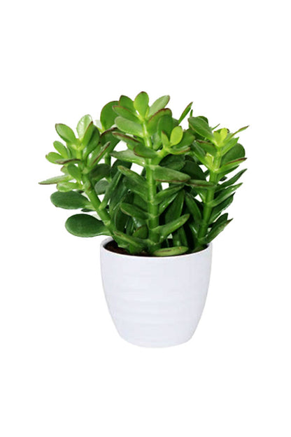 Special Good Luck Plant Pack