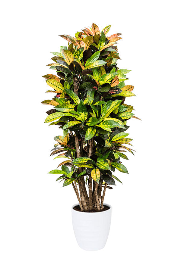 Colorful Foliage Indoor Plants Pack