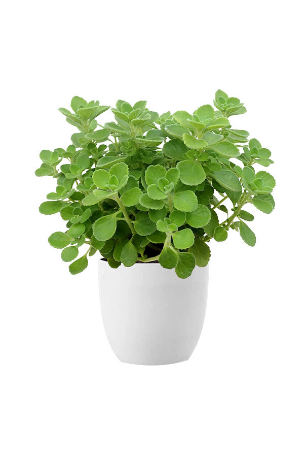 Herbal Plant Combo