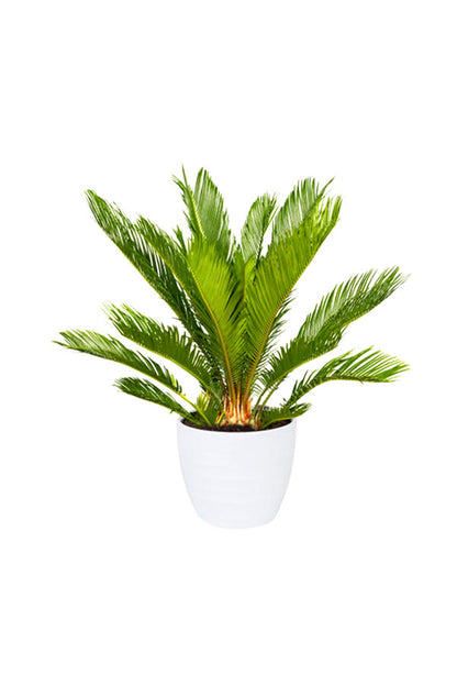 Palm Combos
