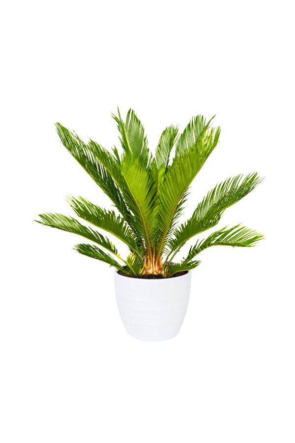 Cycas Revoluta- Sago Palm