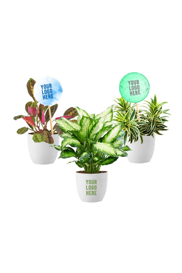 Indoor Foliage Corporate Plant Set – Lush green plants in modern planters by GreenDecor.me

