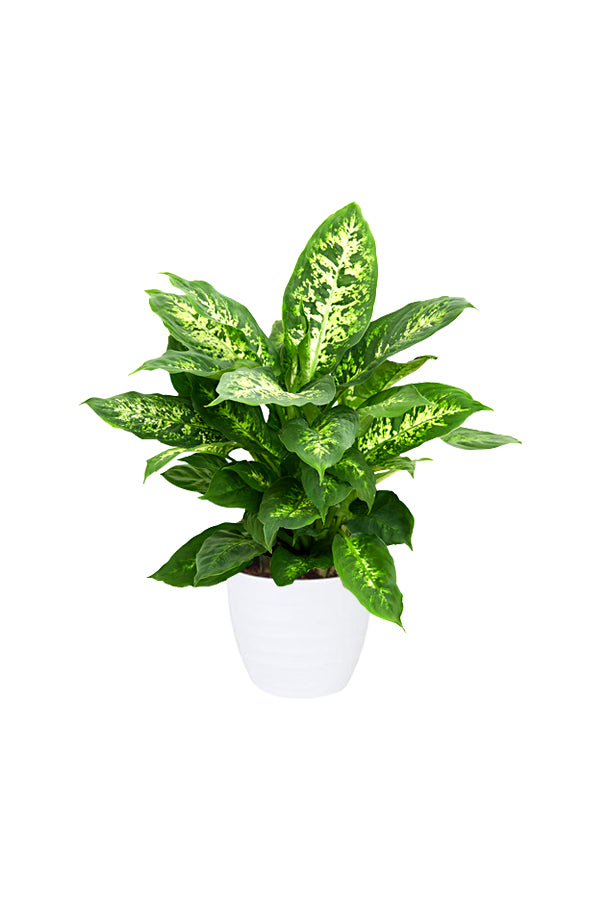 Dieffenbachia Compacta (Dumb Cane) - Air Purifying Indoor Plant