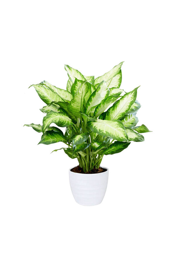 Indoor Plants for Beginners Pack