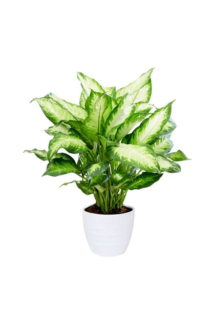Colorful Foliage Indoor Plants Pack