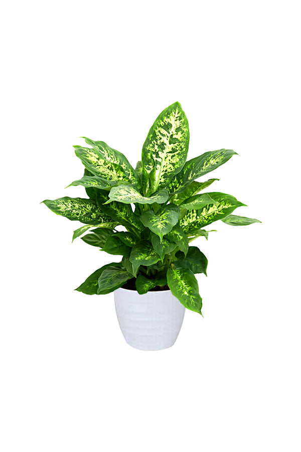 Hard-to-Kill Indoor Plants Pack