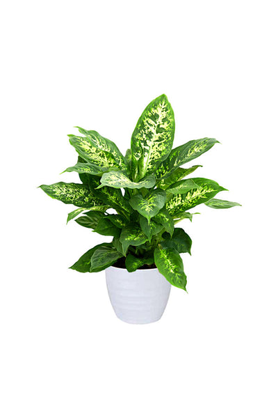 Hard-to-Kill Indoor Plants Pack