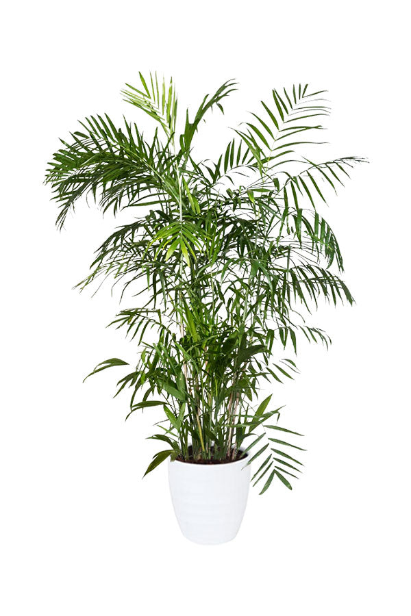 Dracaena Fragrans indoor plant in a sleek office lobby – perfect for air purification and modern workspace styling