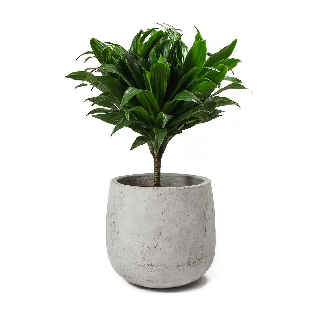 Dracaena Fragrans Compacta (Janet Craig Compacta) -Air Purifying Plant