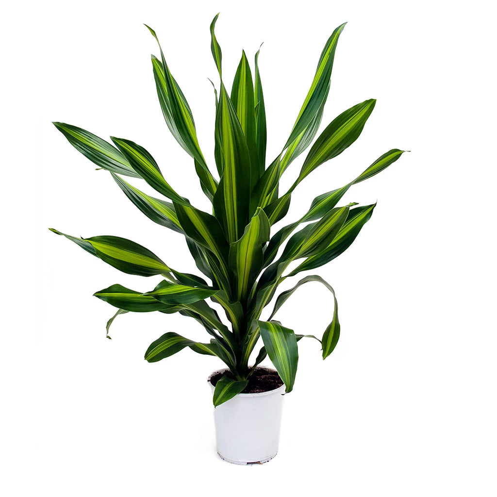 Dracaena Fragrans (Corn Plant )