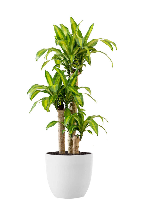 Dracaena Hawaiian Sunshine - Ornamental Foliage Plant