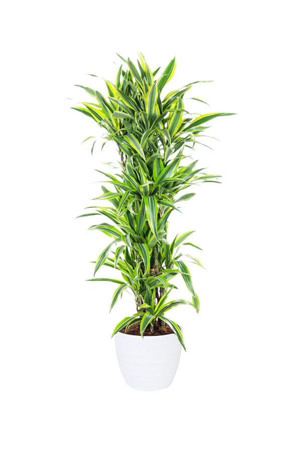 Dracaena Lemon Lime (Dracaena Deremensis) - Dragon Plant