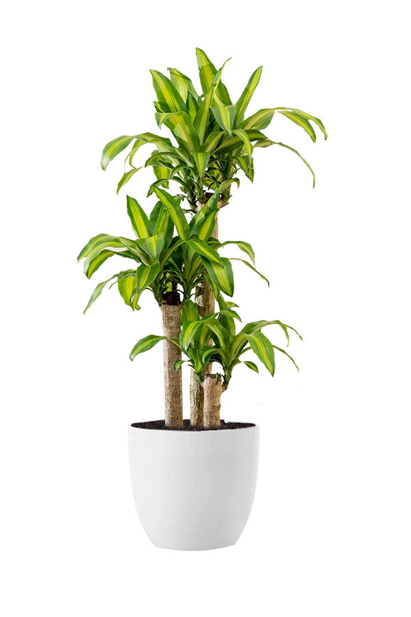 Bushy Plant Combo