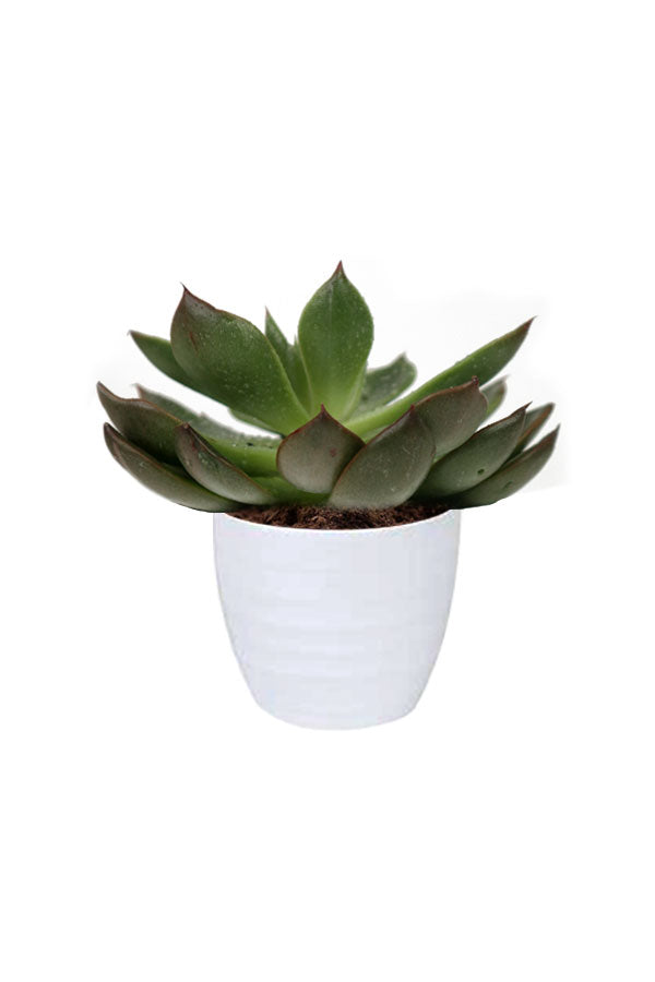 Echeveria OVR (Mexican Rosette) - Indoor Air Purifying Plant