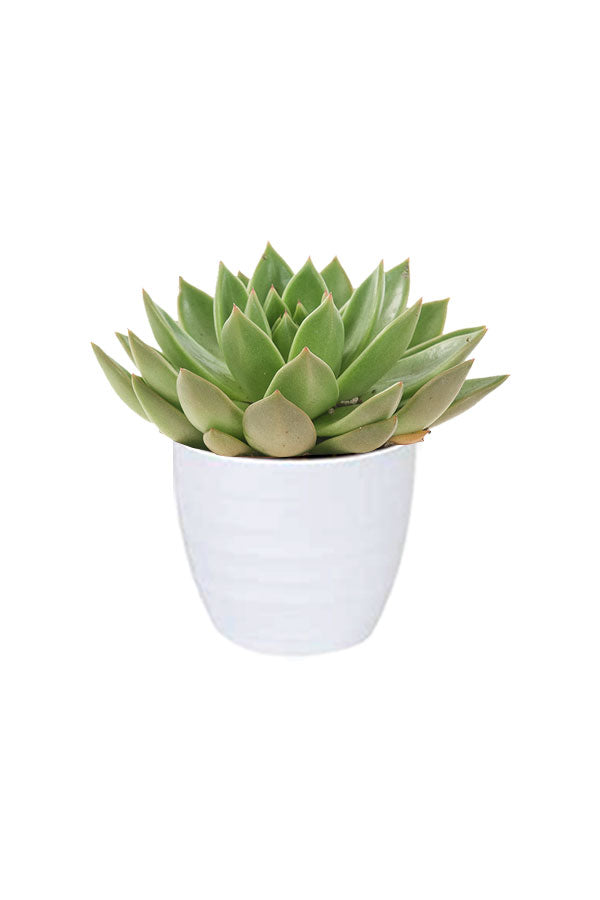 Geo Green Succulent Pack