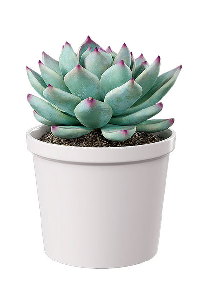 Green Aura - Spa Package