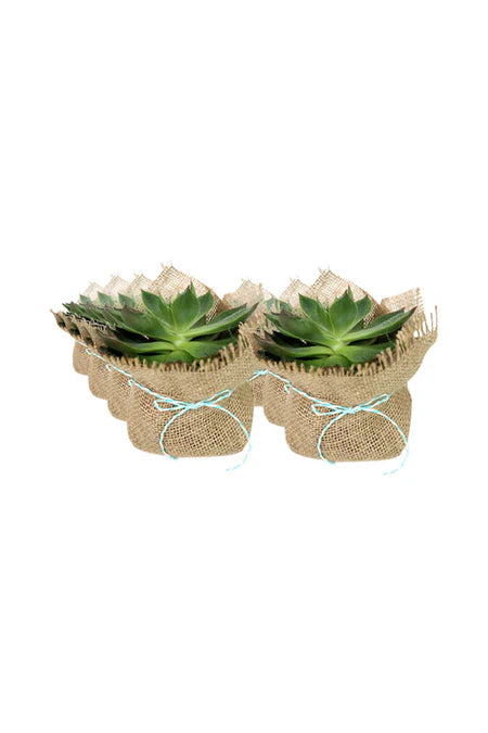 Elegant Echeveria succulents in chic planters, a perfect eco-friendly gift for her.
