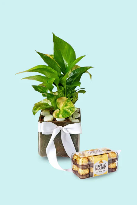 Evergreen Devotion Gift - Gifts for Husband