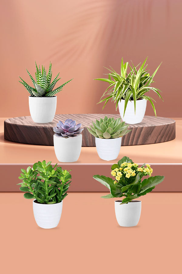 Easy to Care Plant Combo