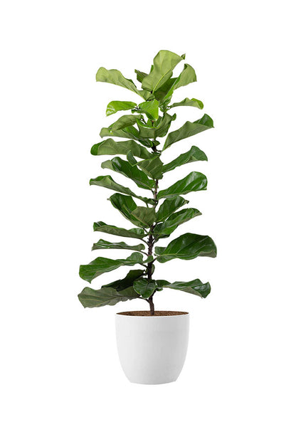 Fiddle Leaf Fig Plant in an elegant modern office setting – ideal corporate indoor plant