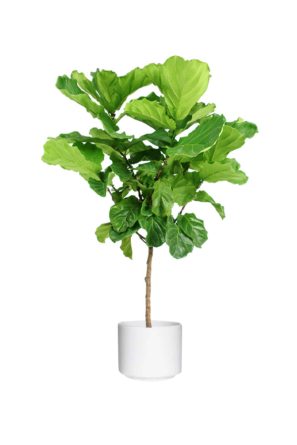 Fiddle Leaf Fig (Single Stem, Ficus Lyrata)