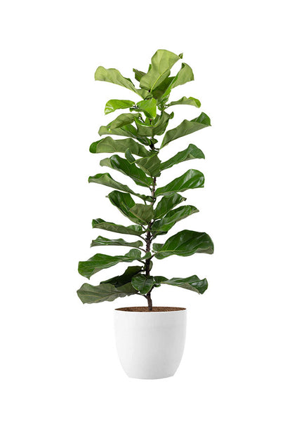 Fast-Growing Tall Greens Pack