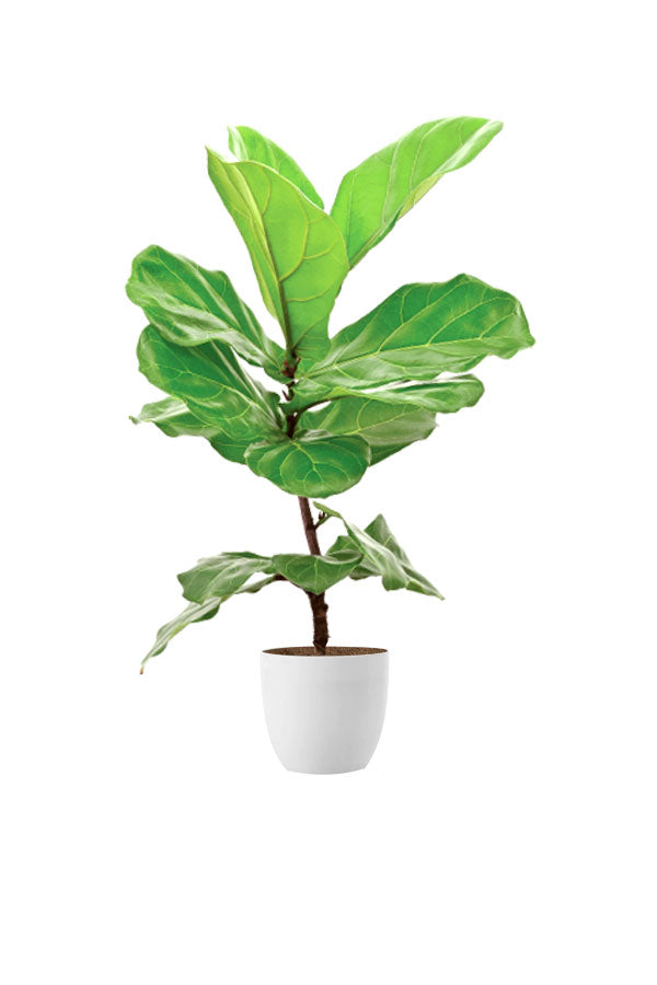 Top Tall Indoor Plants Pack