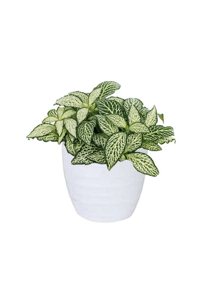 Low Light Indoor Plants Pack