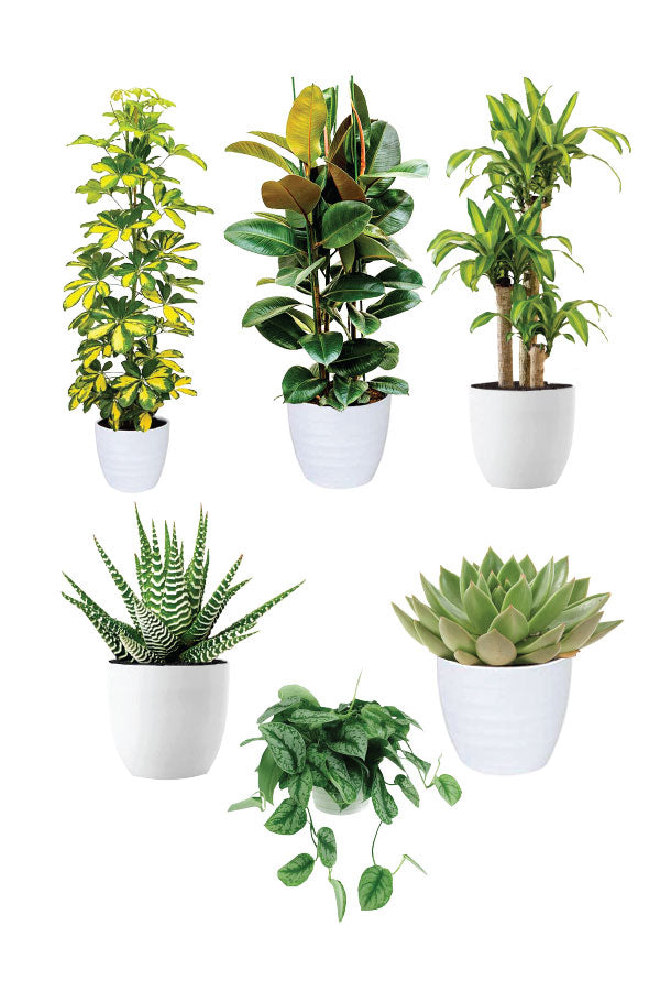 Green Luxe - Harmony Package