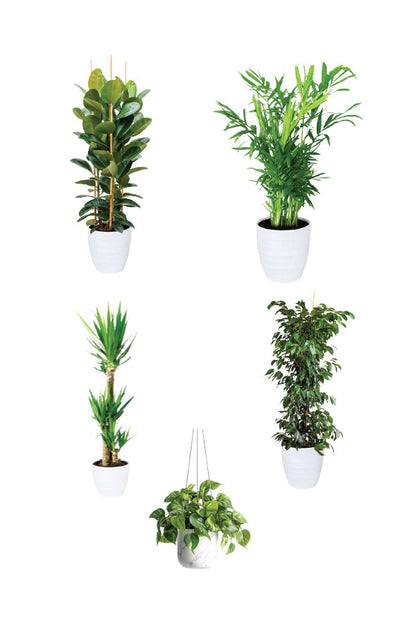 Green Fit - Gym Packages