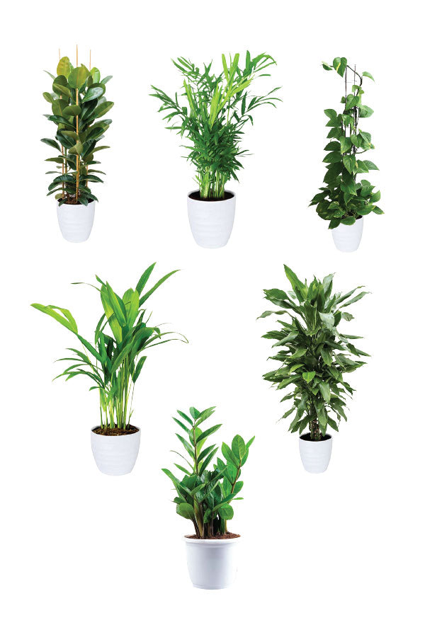 Green Fit - Gym Packages