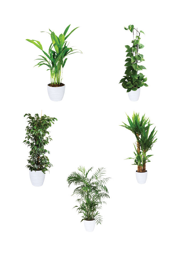 Green Fit - Gym Packages