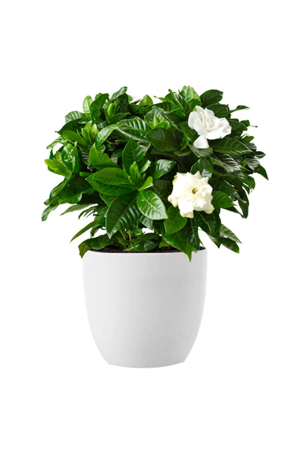 Graceful Flowering Plants Combo