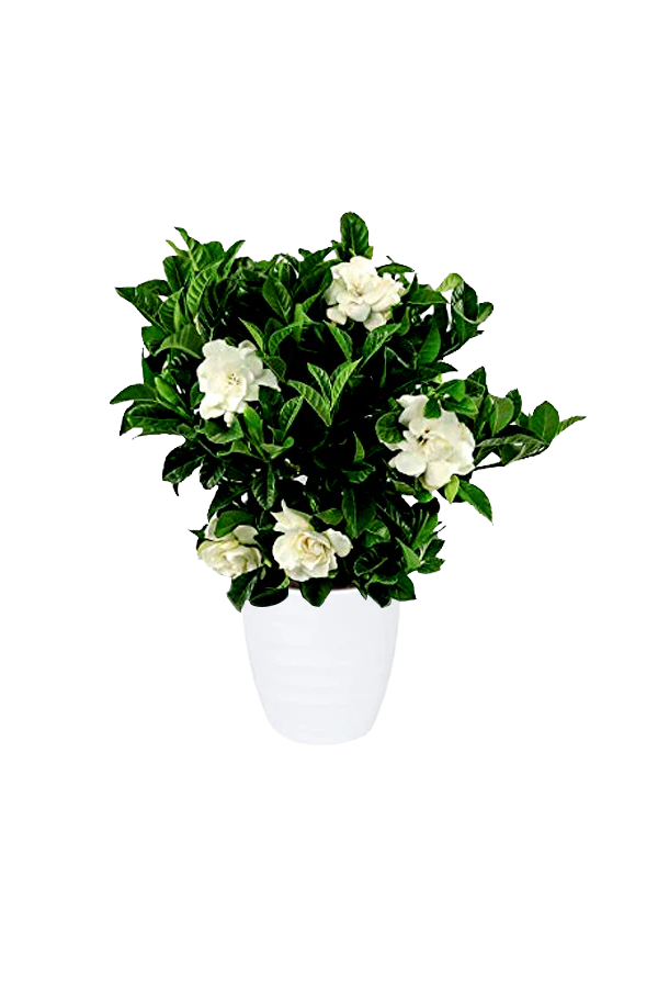 Gardenia - Cape Jasmine