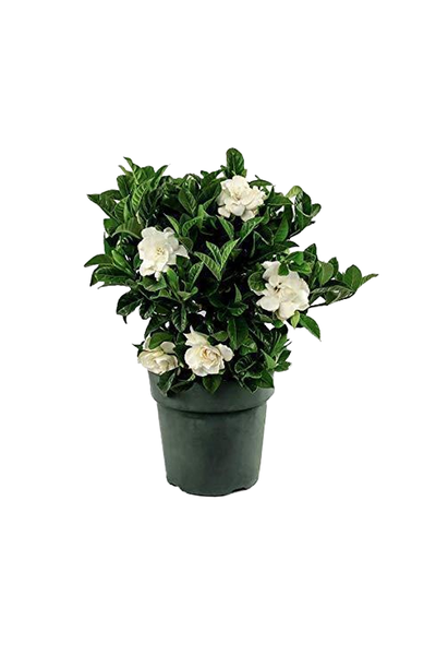 Gardenia - Cape Jasmine