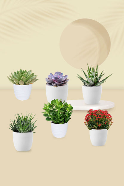 Geo Green Succulent Pack