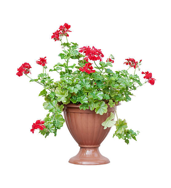 Geranium (Pelargonium)